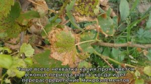 Почему скручиваются листья у винограда, что делать