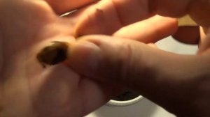 Как вырастить сливу из косточки. Стратификация.