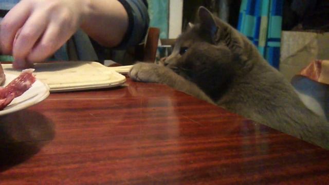 20130127 Кошка и мясо смотреть онлайн