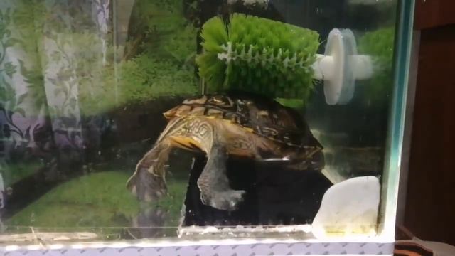 Чесалка для черепахи смотреть онлайн