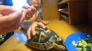 ЧЕРЕПАХА-ДОМАШНИЙ ПИТОМЕЦ. СУХОПУТНАЯ ЧЕРЕПАХА.