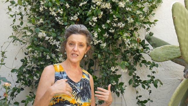 A Very Versatile Plant: Star Jasmine Care & Growing Tips / Joy Us Garden смотреть онлайн