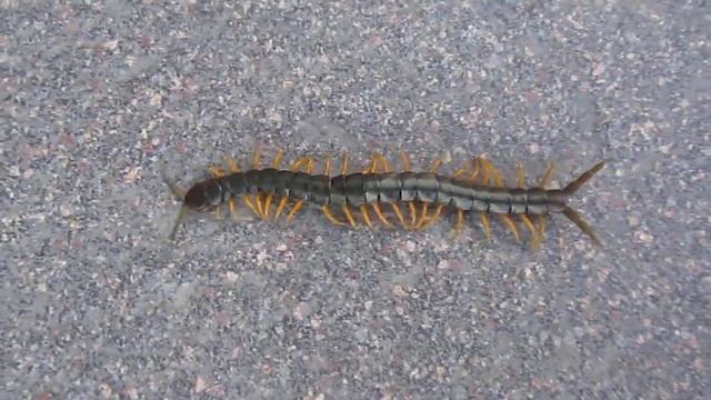 Скалапендра