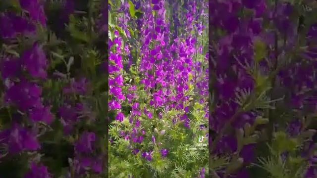 конец мая , дельфиниум однолетний. смотреть онлайн