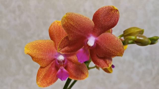 РОЗЫГРЫШ орхидеи с крайнего завоза.. 😊 смотреть онлайн