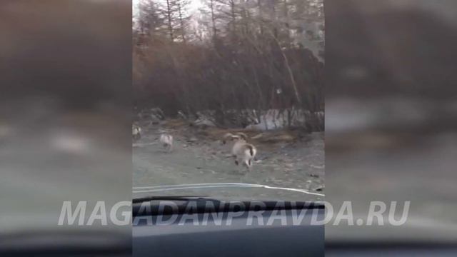 В Хасынском округе близ Карамкена на Колыме по дороге бегают дикие бараны смотреть онлайн