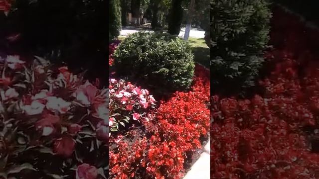 Я благодарю Аллаха, что могу видеть и радоваться как эти  цветы вобрали в себя все  цвета радуги!