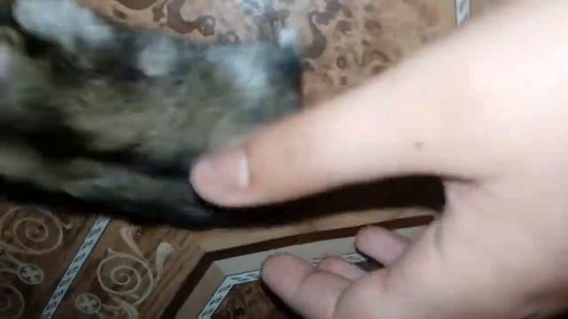 Мой хомяк джунгарик бегает по полу и по комнате смотреть онлайн