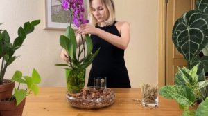 Что делать с орхидеей после покупки? Как пересадить орхидею? Как ее поливать, чтобы не гнили корни?