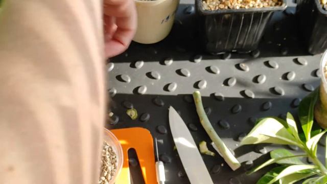 ? ФЛАТ на ФЛАТЕ и "ЗАЙЧИКОМ" погоняет❗ ? #адениум #bonsai #adenium смотреть онлайн