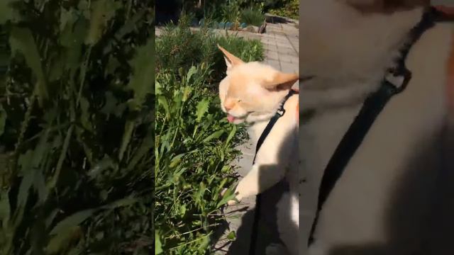 Кот ест траву.Травоядный кот девон-рекс. смотреть онлайн