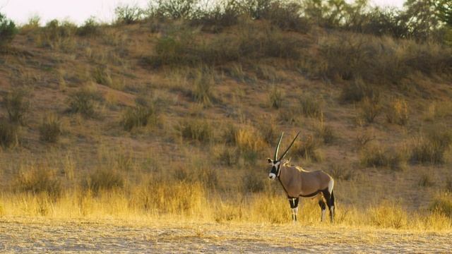 4K African Wildlife - Kgalagadi Transfrontier Park - Part #2 - 7 HRS Relaxation Video