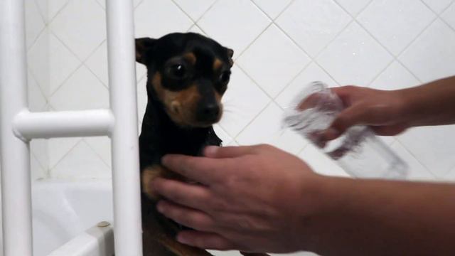 BATH TIME 4 DOGS! - ChiPin (Miniature Pinscher/Chihuahua Mix) Dogs смотреть онлайн
