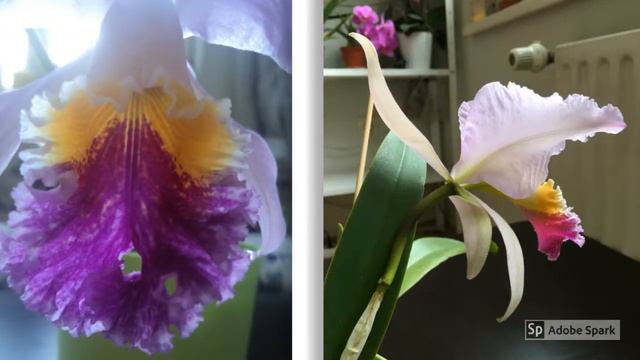 Cattleya mossiae tipo смотреть онлайн