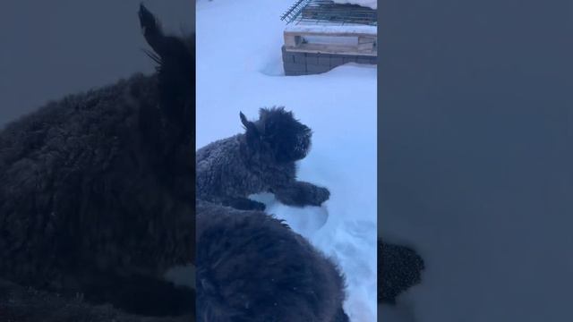 Бувье на Урале