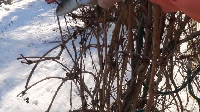 ВЛОГ. Дача!/Разбираю елку/ Самовар, чай, шишки/ Сорвало козырек у бани...