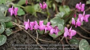 Цикламен лесной и другие уличные виды: садовый, косский, микс