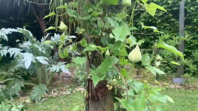 Clématite Taîga dans les jardins Albizia en Normandie смотреть онлайн