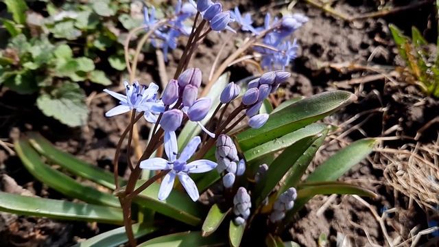 Пролеска двулистная / Сцилла / Scilla Bifolia