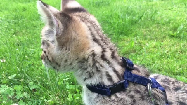 Котенок Саванна F1 мальчик. Питомник SoulCats смотреть онлайн