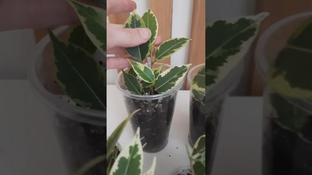 Фикус Бенджамина Пестролистный Кинки - черенки с мощными корнями в активной фазе роста #фикус #нн смотреть онлайн