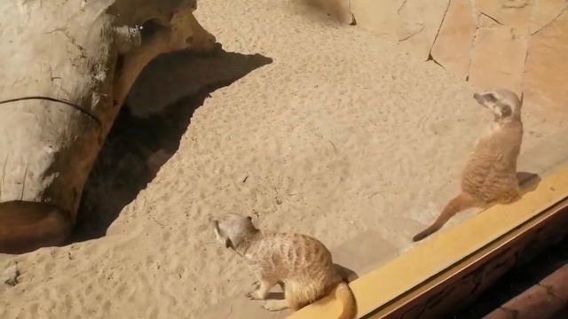 Сурикаты в Новосибирском зоопарке смотреть онлайн