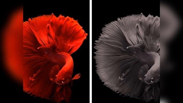 Смотреть как видят кошки наш мир, животные и люди?! Watch How Cats See Our World