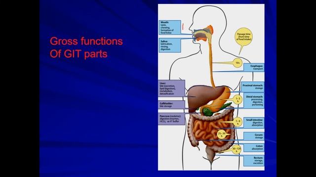 Functional Anatomy of GIT (Gastrointestinal)Tract смотреть онлайн