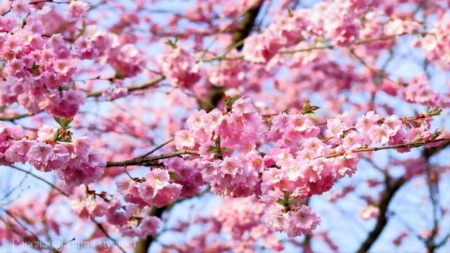 лечебная музыка для сердца и сосудов - Нежная музыка, успокаивает нервную систему и радует душу смотреть онлайн