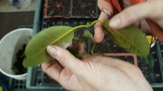 Leaf-bud Cuttings Pacific Rhododendron смотреть онлайн