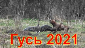 Охота на гуся с Кетнером non-stop #5