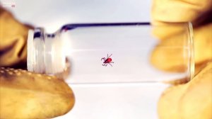 ЧТО БУДЕТ ЕСЛИ ГОЛОВА КЛЕЩА ОСТАЛАСЬ В ТЕЛЕ