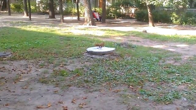 Белка делает запасы на зиму! смотреть онлайн