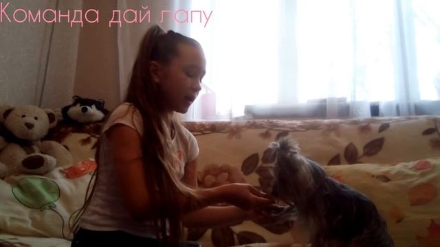 Учу собаку командам? сидеть,дай лапу, голос смотреть онлайн