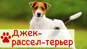 Джек-рассел-терьер | Характер, уход воспитание