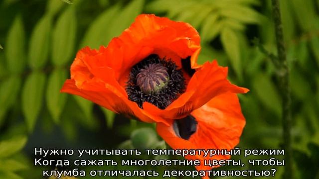 Когда сажать многолетние цветы смотреть онлайн