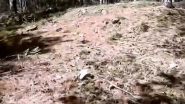 boletus pinophilus смотреть онлайн