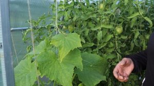 2 гектара | уховёртка вмиг убьет твои огурцы!