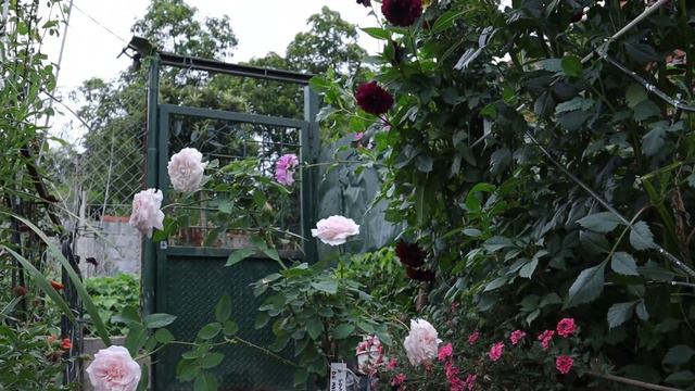 Souvenir de la Malmaison - Jean Beluze 1843 - Guanabara - Queen of Beauty and Fragrance - roses смотреть онлайн