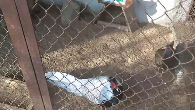 Казкова Диброва, Новая Каховка, январь 2020г. смотреть онлайн