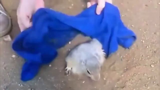 Суслик застрял. Озвучка Бот Максим. смотреть онлайн