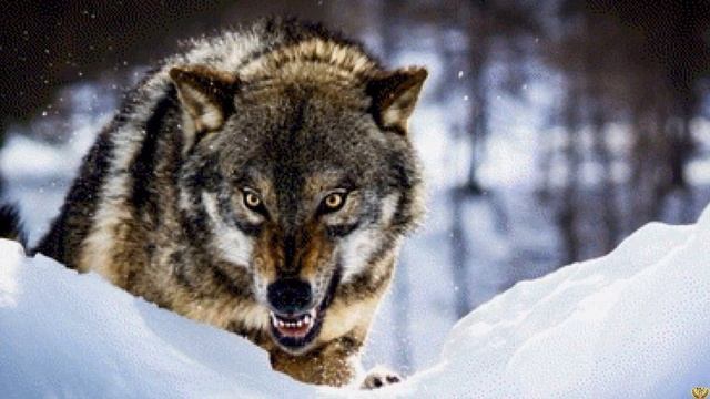 Стая волков против кабана, смогут ли хищники победить секача?