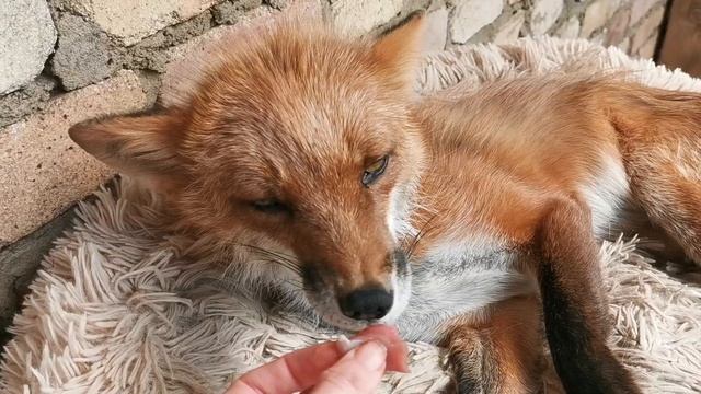 Кормление лис - лис Альф Собакин и Принцесса Василиса смотреть онлайн