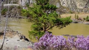 Цветение " Маральника - Багульника " на Алтае - 2018