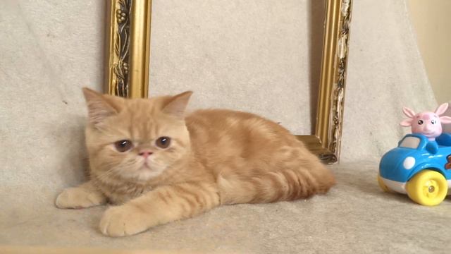 Красный экзотический короткошерстный котенок на продажу Red exotic shorthair kitten for sale смотреть онлайн