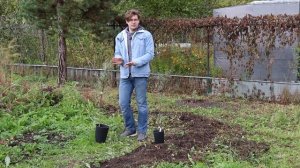 Как правильно высадить облепиху осенью?