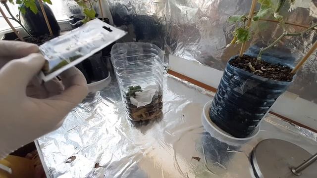 ♻️ Компост в домашних условиях смотреть онлайн