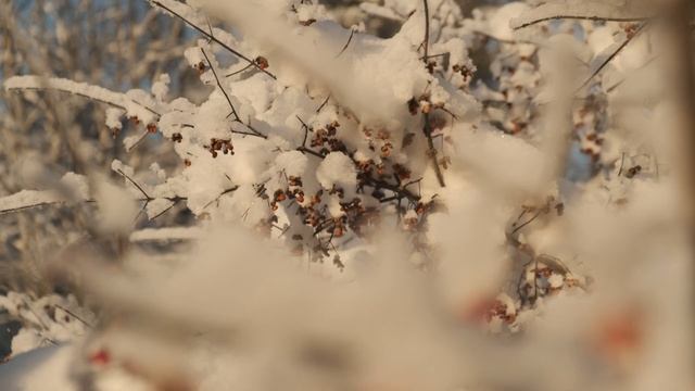Зимнее солнце в Гатчинском парке