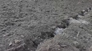 Сажаем картошку под мотоблок без плуга
