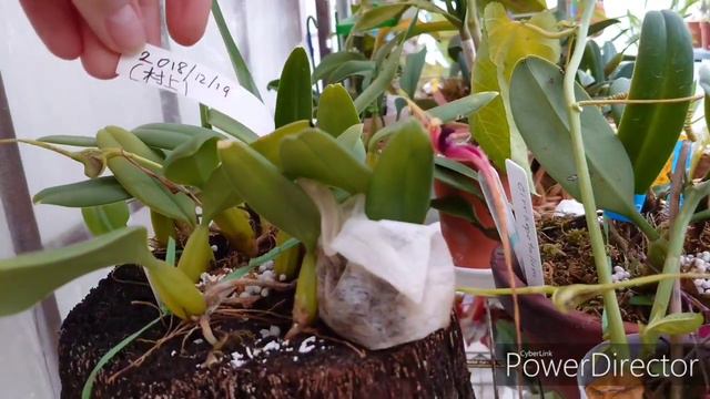 орхидеи на балконе.
Lc.Anna Inghan 'Perfection'. смотреть онлайн